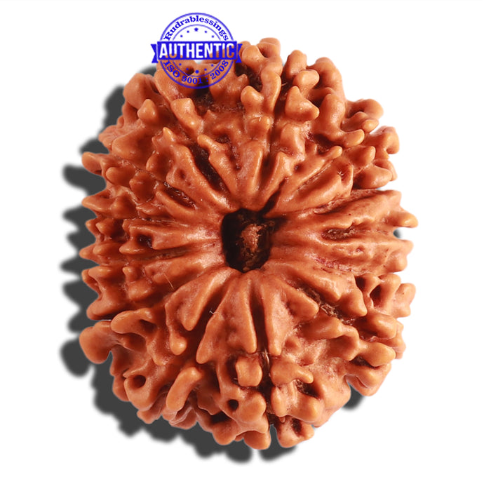 13 Mukhi Nepalese Rudraksha - Bead No. 256