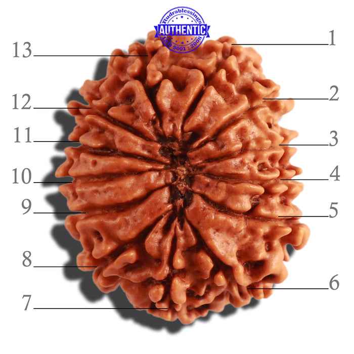 13 Mukhi Nepalese Rudraksha - Bead No. 256