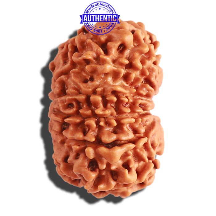13 Mukhi Nepalese Rudraksha - Bead No. 256