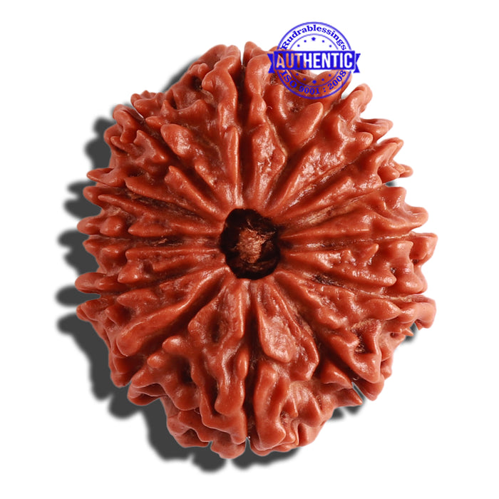 13 Mukhi Nepalese Rudraksha - Bead No. 257