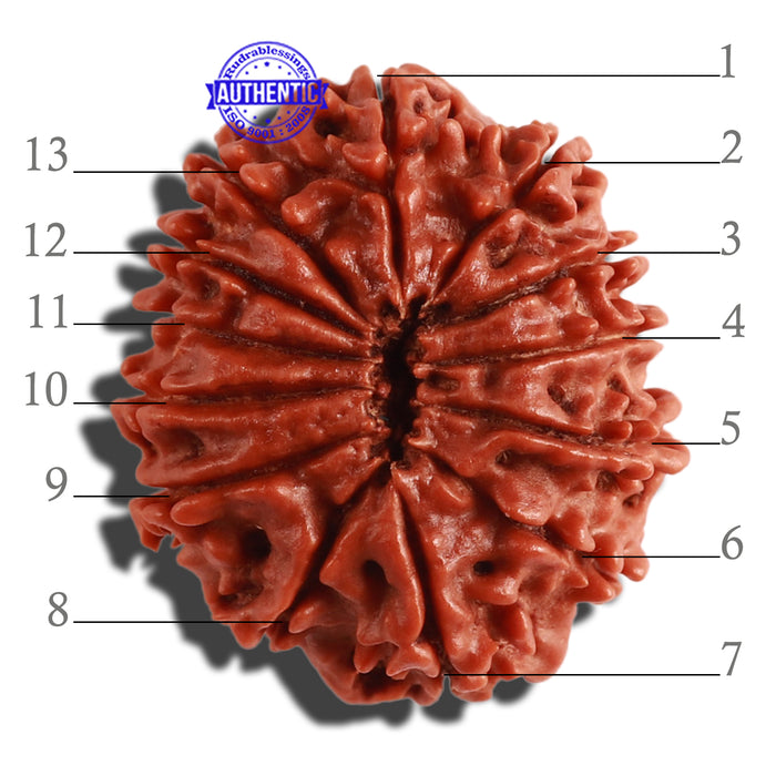 13 Mukhi Nepalese Rudraksha - Bead No. 257