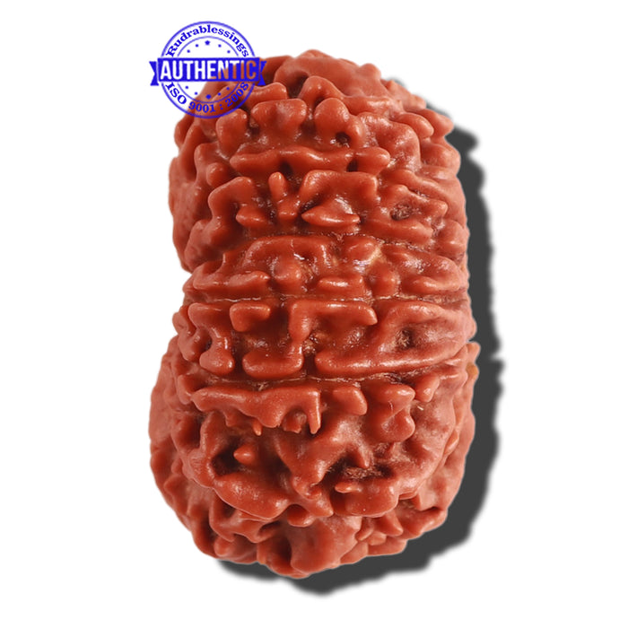 13 Mukhi Nepalese Rudraksha - Bead No. 257