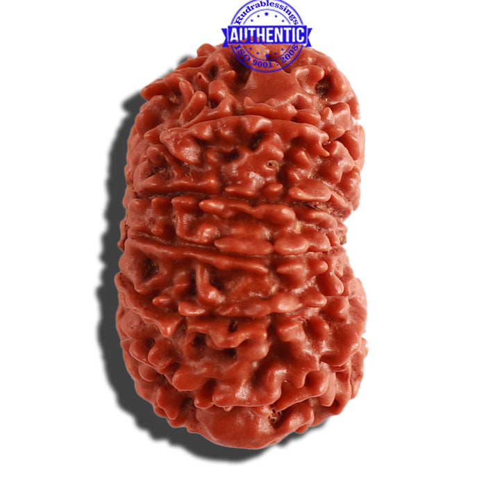 13 Mukhi Nepalese Rudraksha - Bead No. 257
