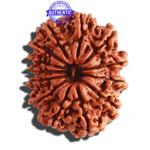 Load image into Gallery viewer, 13 Mukhi Nepalese Rudraksha - Bead No. 258
