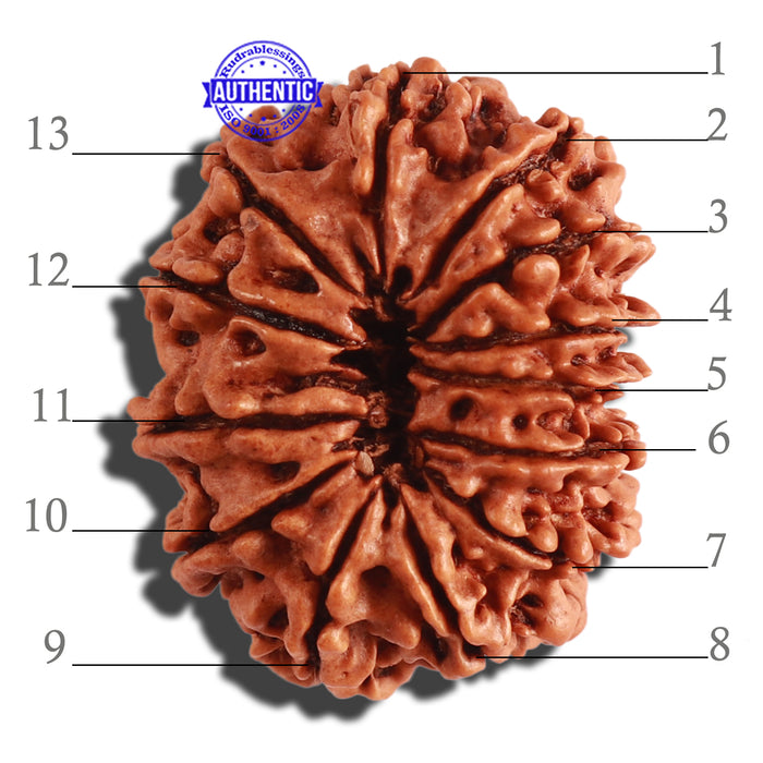 13 Mukhi Nepalese Rudraksha - Bead No. 258