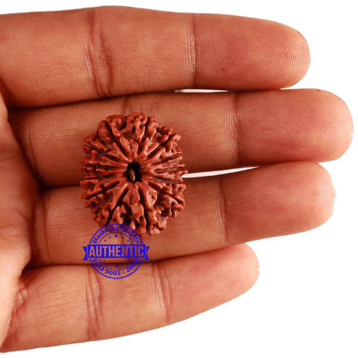 13 Mukhi Nepalese Rudraksha - Bead No. 259