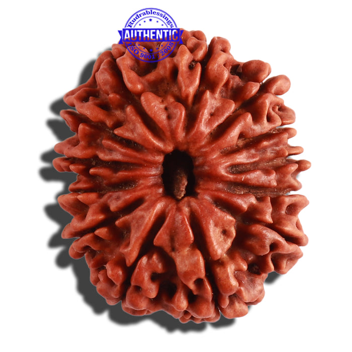 13 Mukhi Nepalese Rudraksha - Bead No. 259