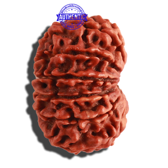 13 Mukhi Nepalese Rudraksha - Bead No. 259