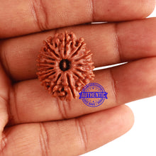 Load image into Gallery viewer, 13 Mukhi Nepalese Rudraksha - Bead No. 260
