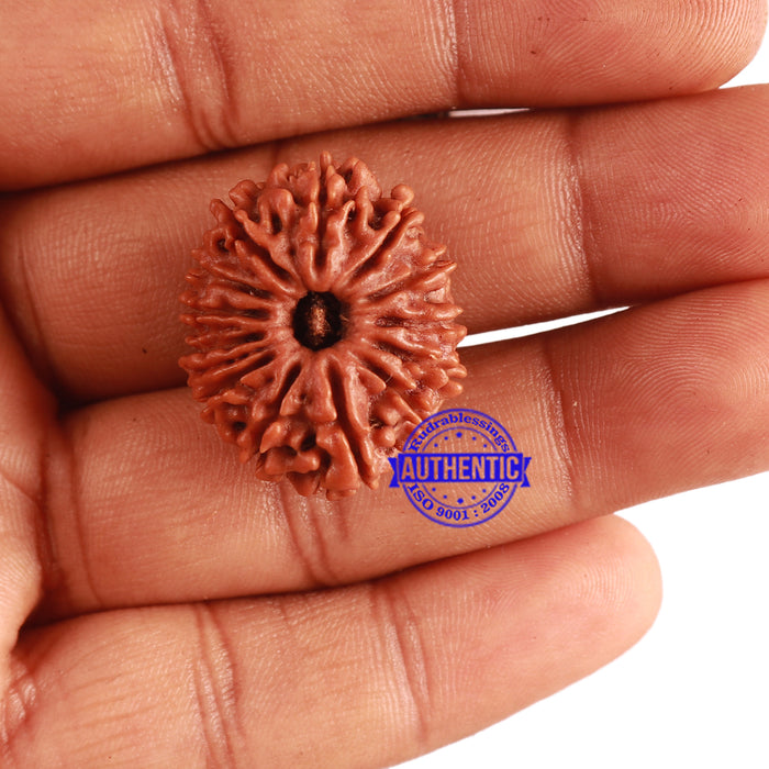 13 Mukhi Nepalese Rudraksha - Bead No. 260