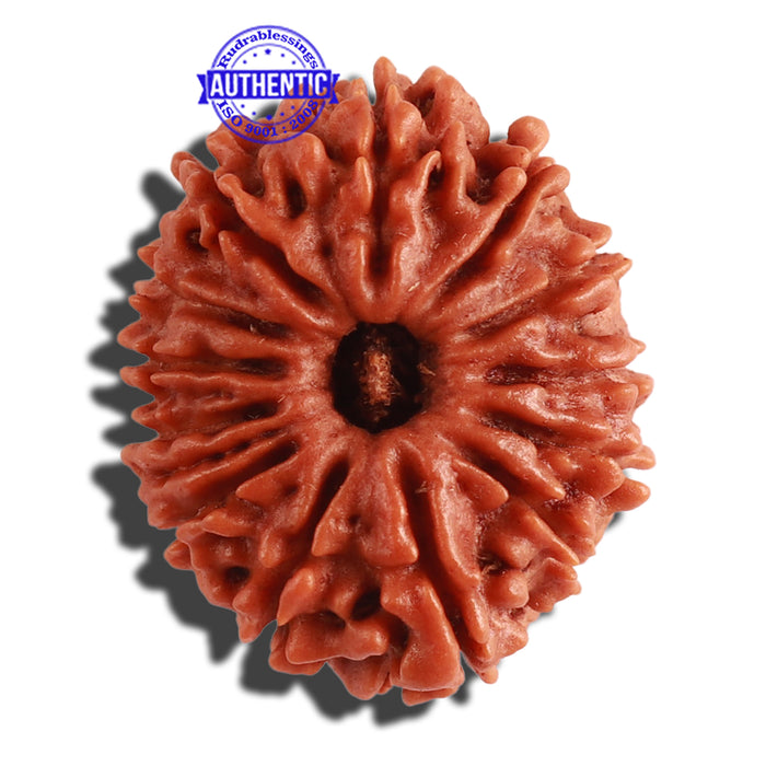 13 Mukhi Nepalese Rudraksha - Bead No. 260