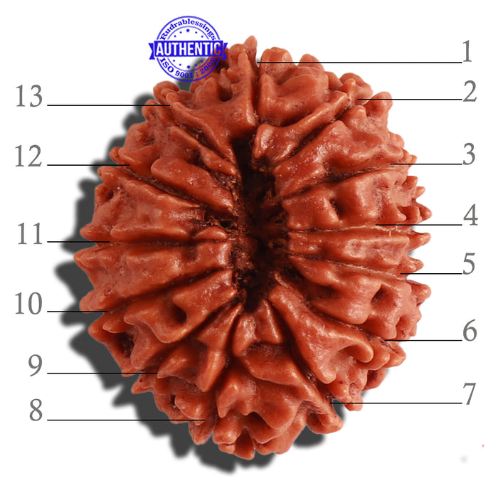 13 Mukhi Nepalese Rudraksha - Bead No. 260