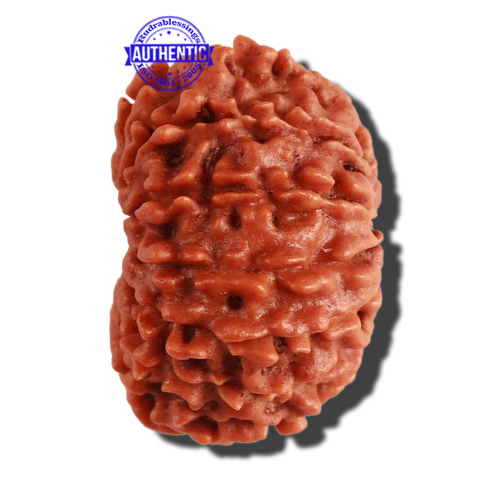 13 Mukhi Nepalese Rudraksha - Bead No. 260