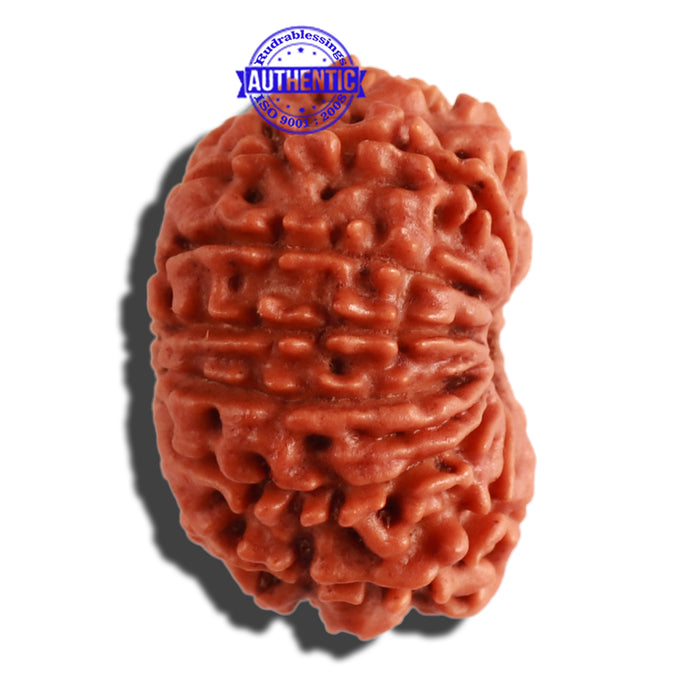 13 Mukhi Nepalese Rudraksha - Bead No. 260