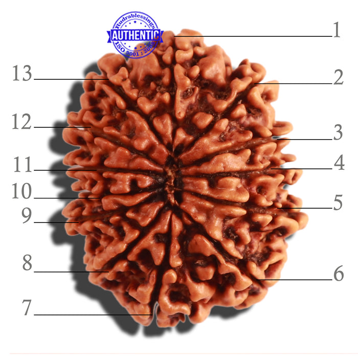 13 Mukhi Nepalese Rudraksha - Bead No. 261