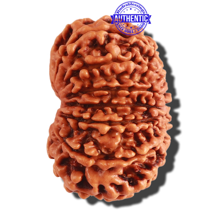 13 Mukhi Nepalese Rudraksha - Bead No. 261