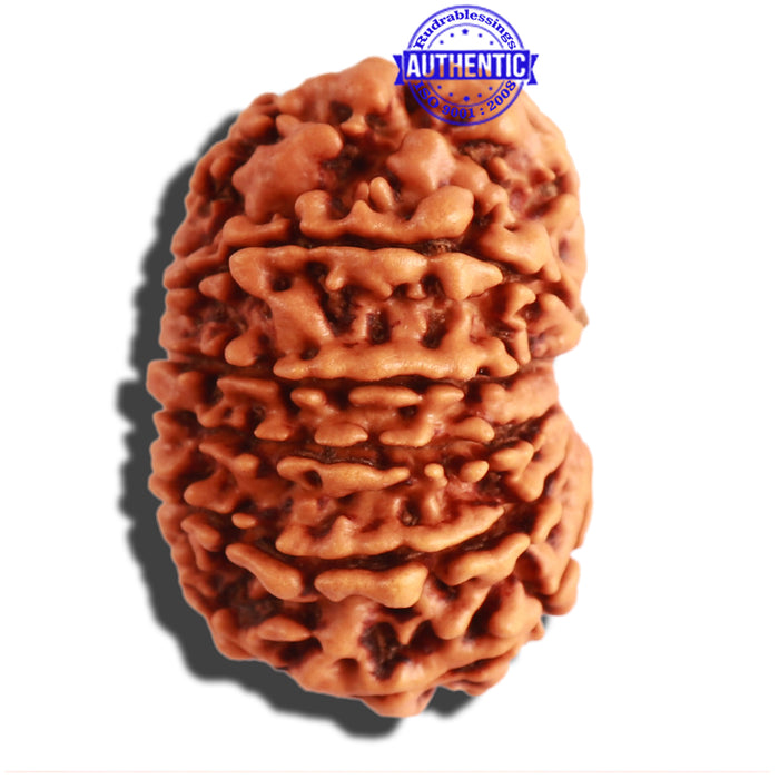 13 Mukhi Nepalese Rudraksha - Bead No. 261