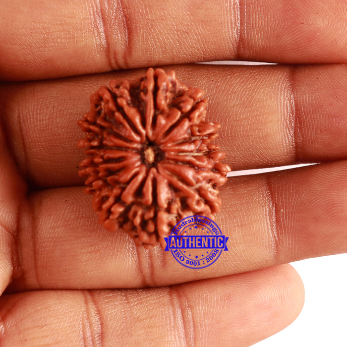 13 Mukhi Nepalese Rudraksha - Bead No. 262