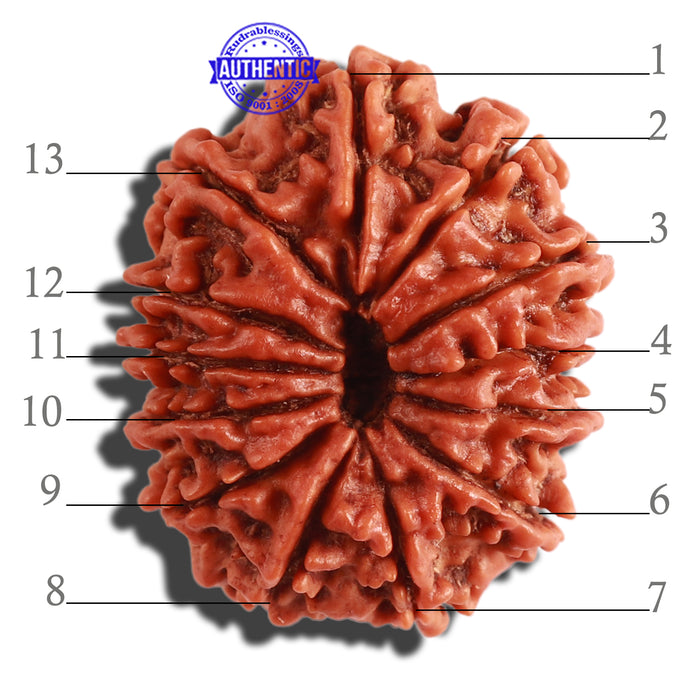 13 Mukhi Nepalese Rudraksha - Bead No. 262