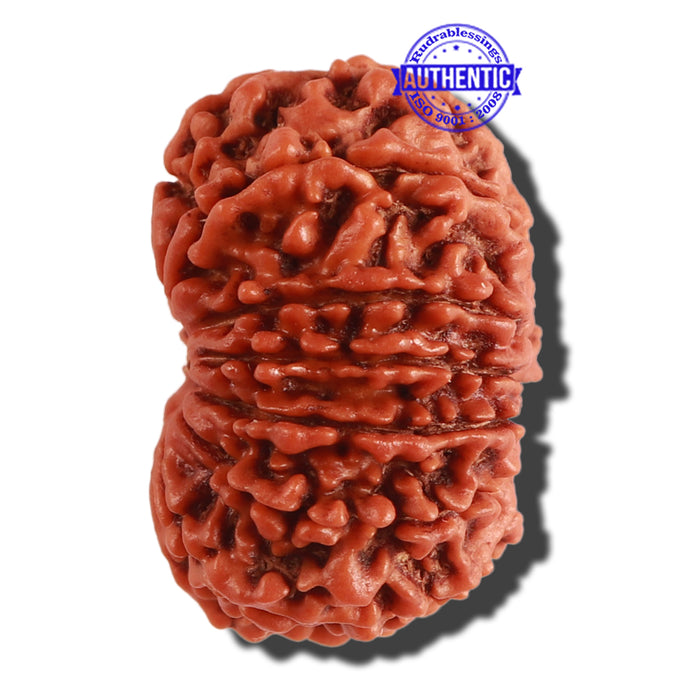 13 Mukhi Nepalese Rudraksha - Bead No. 262