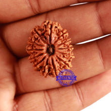 Load image into Gallery viewer, 13 Mukhi Nepalese Rudraksha - Bead No. 263

