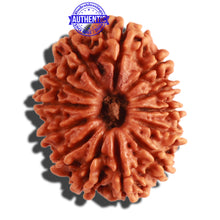 Load image into Gallery viewer, 13 Mukhi Nepalese Rudraksha - Bead No. 263
