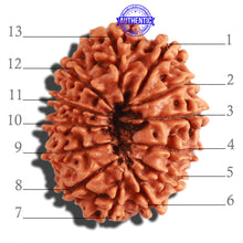 Load image into Gallery viewer, 13 Mukhi Nepalese Rudraksha - Bead No. 263
