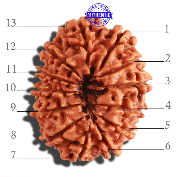 13 Mukhi Nepalese Rudraksha - Bead No. 263