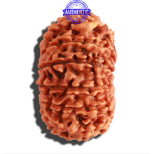 Load image into Gallery viewer, 13 Mukhi Nepalese Rudraksha - Bead No. 263
