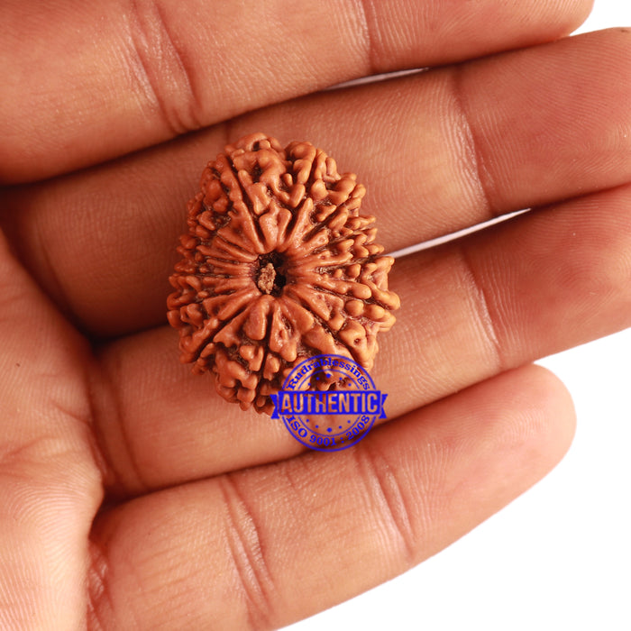 13 Mukhi Nepalese Rudraksha - Bead No. 264