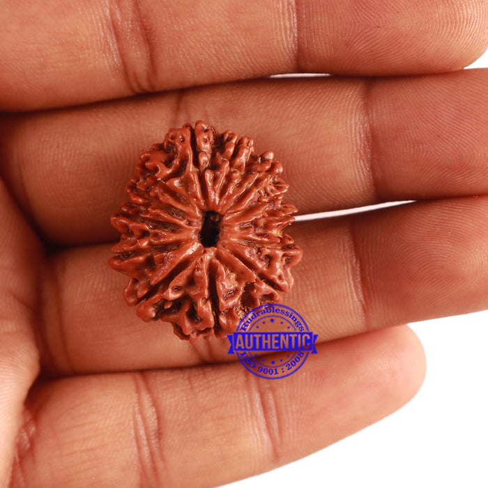 13 Mukhi Nepalese Rudraksha - Bead No. 265