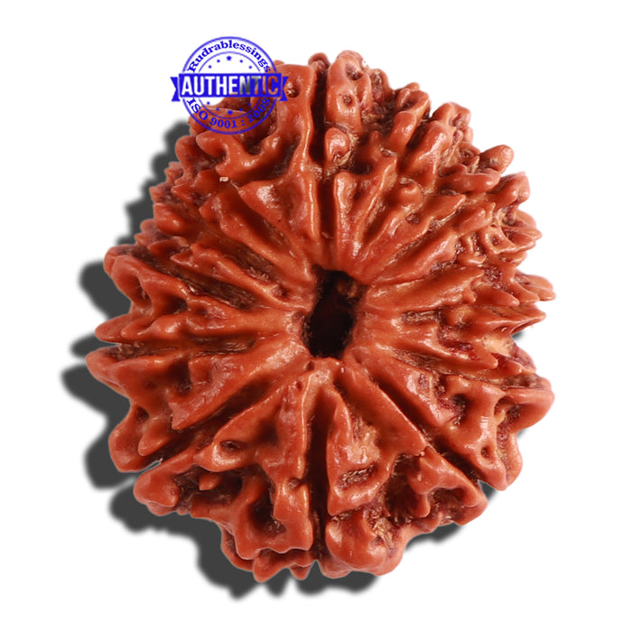 13 Mukhi Nepalese Rudraksha - Bead No. 265