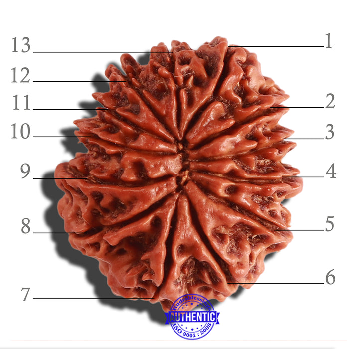 13 Mukhi Nepalese Rudraksha - Bead No. 265