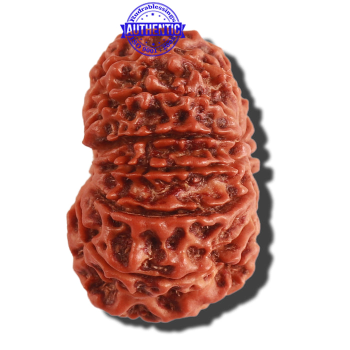 13 Mukhi Nepalese Rudraksha - Bead No. 265