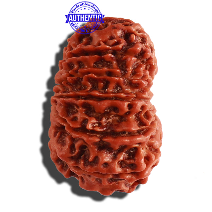 13 Mukhi Nepalese Rudraksha - Bead No. 265