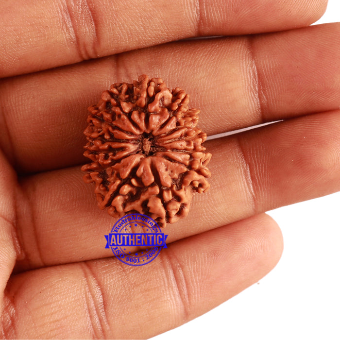 13 Mukhi Nepalese Rudraksha - Bead No. 266