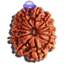 Load image into Gallery viewer, 13 Mukhi Nepalese Rudraksha - Bead No. 266
