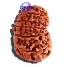 Load image into Gallery viewer, 13 Mukhi Nepalese Rudraksha - Bead No. 266
