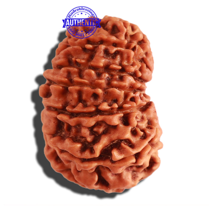 13 Mukhi Nepalese Rudraksha - Bead No. 266