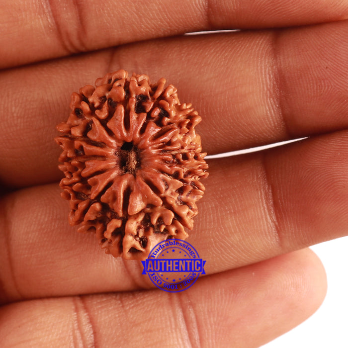 13 Mukhi Nepalese Rudraksha - Bead No. 267