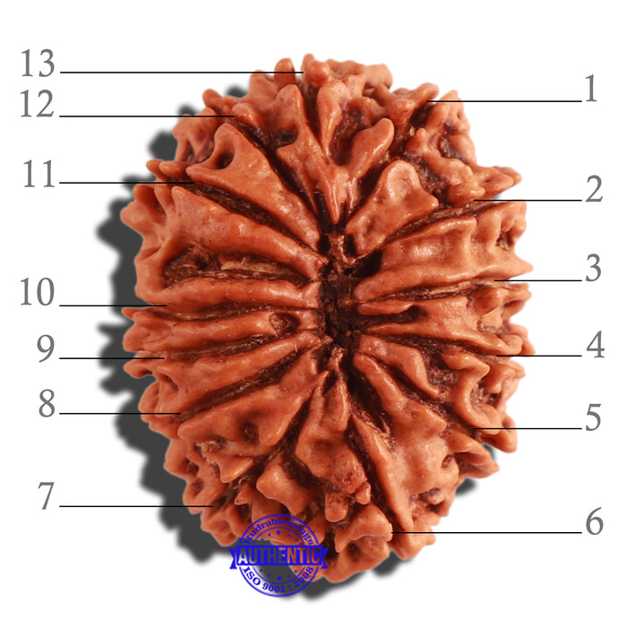 13 Mukhi Nepalese Rudraksha - Bead No. 267