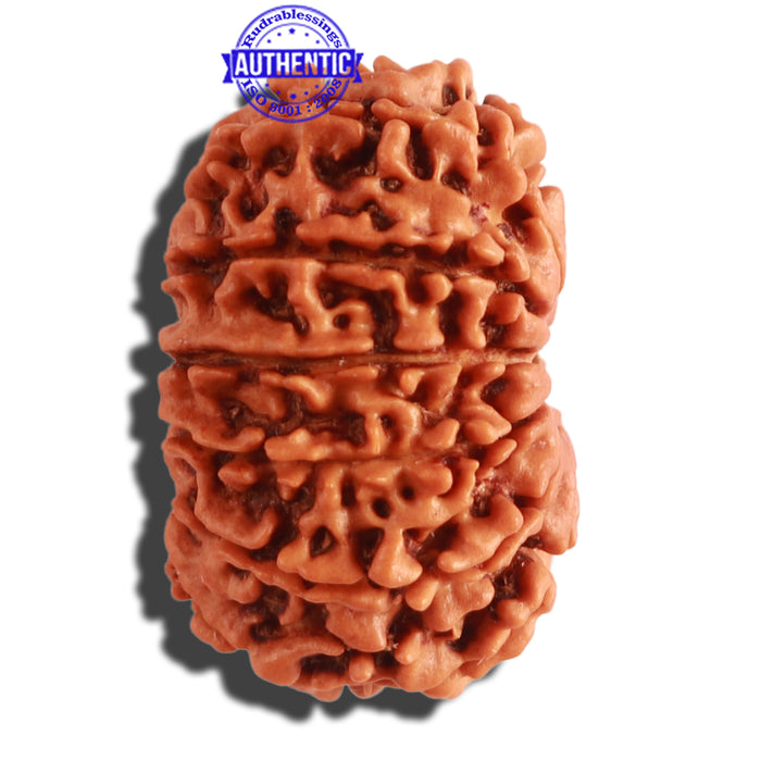 13 Mukhi Nepalese Rudraksha - Bead No. 267