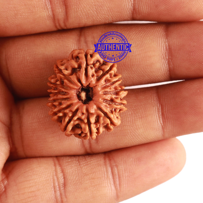 13 Mukhi Nepalese Rudraksha - Bead No. 268