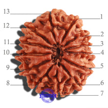 Load image into Gallery viewer, 13 Mukhi Nepalese Rudraksha - Bead No. 268

