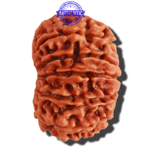 Load image into Gallery viewer, 13 Mukhi Nepalese Rudraksha - Bead No. 268
