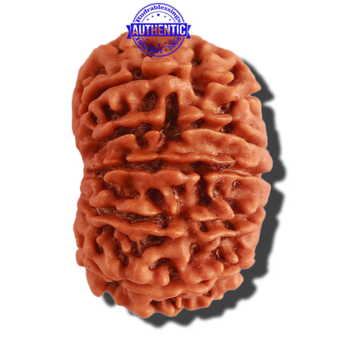 13 Mukhi Nepalese Rudraksha - Bead No. 268