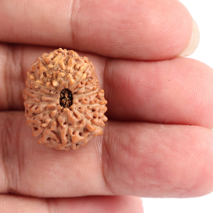 13 Mukhi Indonesian Rudraksha - Bead No. 110