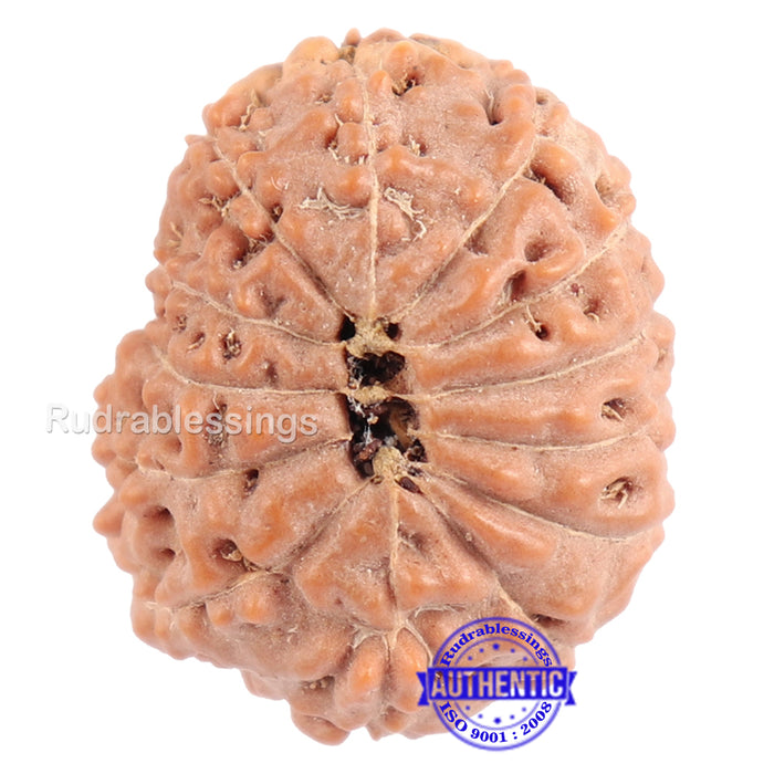 13 Mukhi Indonesian Rudraksha - Bead No. 110