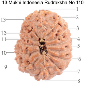 13 Mukhi Indonesian Rudraksha - Bead No. 110