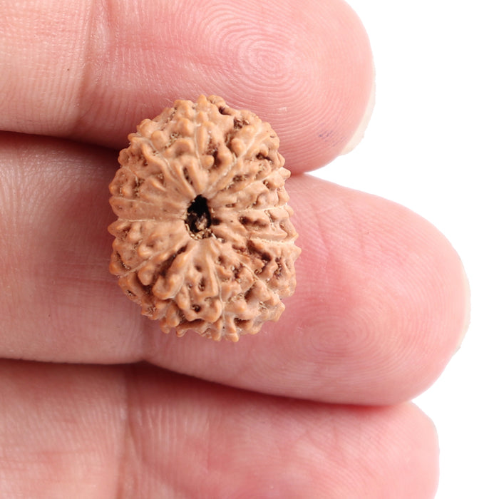 13 Mukhi Indonesian Rudraksha - Bead No. 114